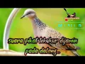 Download Lagu suara pikat tekukur dijamin 100% ampuh...