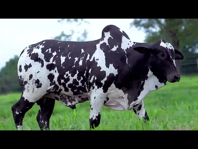 Garrote Nelore MLR - 261