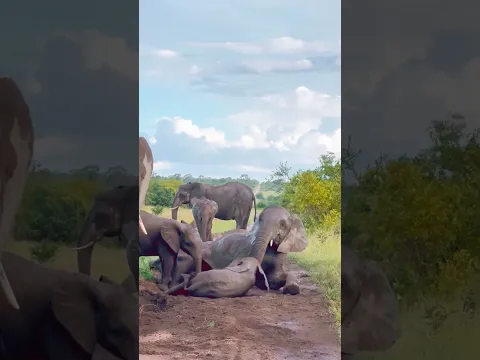 They Were Returning From a Huntβ¦ Until They Saw This! π±π | Bush Awareness!