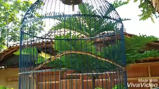 burung sogok ontong ciamik by oxibird