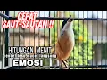 Lagu burung cendet PASTOL gacor ISIAN KASAR ampuh buat PANCINGAN cendet malas bunyi !! langsung FIGHTER