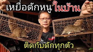 เหลือจะเชื่อ!!เหยื่อดักหนูติดกับดักทุกตัวลองสิ#วิธีดักหนูในบ้าน#วิถีไทยp.channel