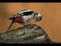 Download Lagu Fotohut Vijfheerenlanden een nieuwe fotohut in het midden van het land