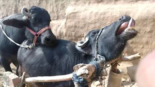 successfull murhha cow meeting with bull meeting new animals meeting