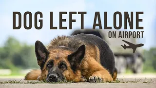 german shepherd dog left alone on airport true story 
