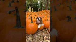 This place was straight out of a fall fairytale. Best pumpkin patch ever! 🍂🎃#pumpkinpatch