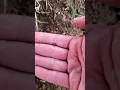 Finding Isopods for Taxis and Kinesis Experiments