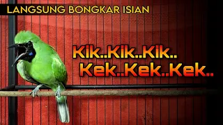 Download LANGSUNG BONGKAR ISIAN || CUCAK IJO JAMTROK FULL TEMBAKAN MEWAH MP3