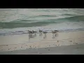 Birds of a Feather
