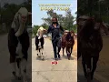 Download Lagu Sabse Bada Shaukeen♥️🔥 #bakraeid #bakraeid2025 #bakraeidspecial #bakra #goats #trending #biggoats