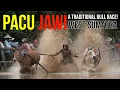 Download Lagu Alek Nagari Pacu Jawi, a traditional Bull Race in West Sumatra