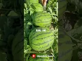 Download Lagu BAHAYA !! Ternyata buah semangka dan kelapa bisa menyebabkan kematian 🥺 #facts #shortvideo #shorts