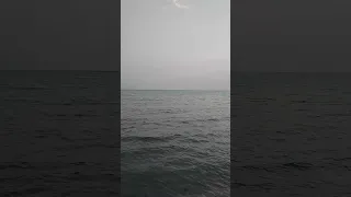 صوت طيور مهاجره عبر البحراثناء وصولها وندائها الجميل دندنها