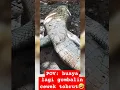 Download Lagu POV: momen buaya pas gombalin cewek tobrut #tobrut #buaya