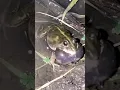Download Lagu Kodok Ngorek || katak bernyanyi