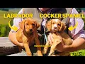 LABRADOR VS COCKER Who Wins 8-WEEK OLD PUPPIES