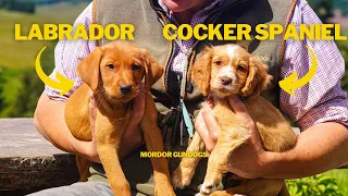 LABRADOR VS COCKER Who Wins 8-WEEK OLD PUPPIES