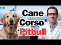 Cane Corso Pitbull Mix What You Need to Know Right Now Dogreal