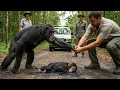 Lagu The Chimpanzee Used Gestures to Beg People to Save Her Baby, Which Had Been Covered in Tar for Days