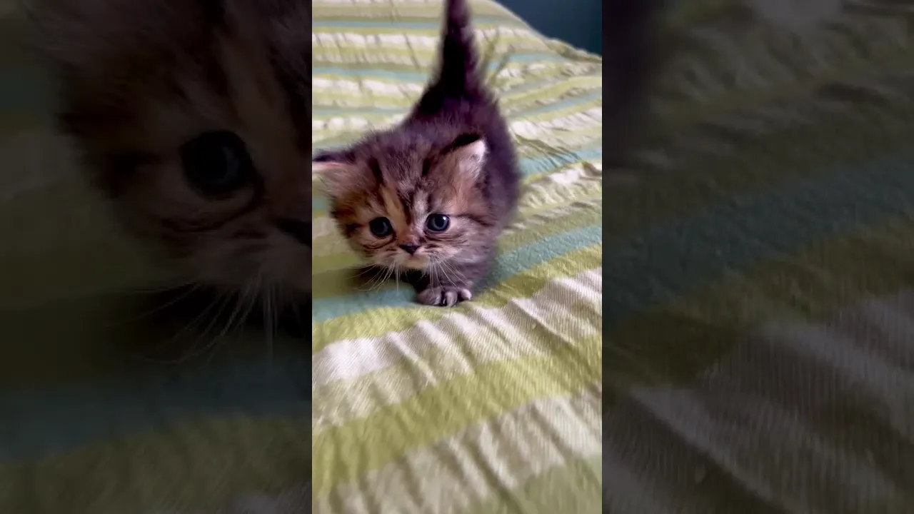動画