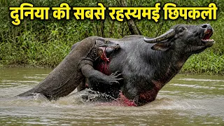 दुनिया की सबसे रहस्यमई छिपकली