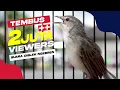 Download Lagu SUARA BURUNG Ciblek Tembak Mati Ngebren Panjang Tahan Lama