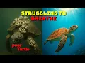 Do Barnacles Damage Turtle Shells Explained in 6 min