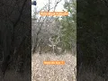 Up close at ground level Bow Hunting the Rut