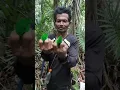 Download Lagu Burung langka\u0026lindungi.... Rillis Burung Madi Hijau