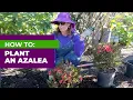 Download Lagu Hoe: een azalea planten