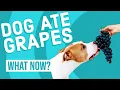 DOG ATE GRAPES Grape Toxicity
