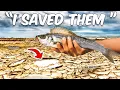 Download Lagu Ik heb deze vissen gered uit een opgedroogde rivier!!