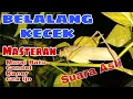 Download Lagu Suara Belalang Kecek Masteran Murai Batu,Cendet,Kacer,Cucak Ijo