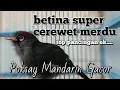 Download Lagu Masteran Suara Burung Khas Poksay Mandarin Betina Cerewet Dan Sangat Merdu, Pancingan Top Ok...