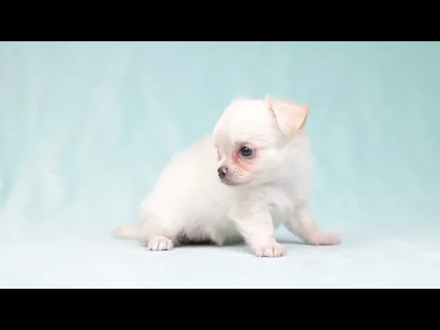 動画