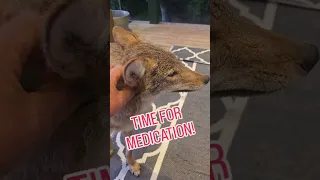 DOCTOR TIME! 🐺 #weavethecoyote #wildlife #dog #coyote #nature #love #family #friends #raccoon #cat 