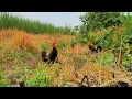 Lagu Mikat ayam hutan, didatangi ayam hutan muda