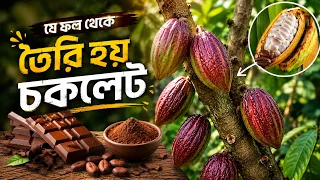 যে ফল থেকে তৈরি হয় চকলেট, কফি, কোকা কোলা