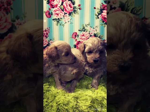 動画