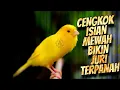 Download Lagu MATERI MEWAH FAVORITE GANTANGAN - MASTERAN KENARI ISIAN BLACKTHROAT GACOR JERNIH