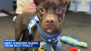 Shelter Me Meet Dancing Queen from ACCT Philly