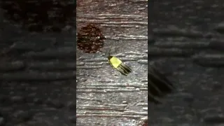 A small yellow-black flying bug at home with big dynamic mustaches