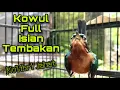 Download Lagu Kolibri Wulung Bongkar Isian Speed Rapat, Kowul Bahan Langsung Ikut Bunyi