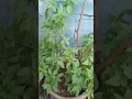 Lagu sambal daun kemangi best tau..😋😋 #kemangi #sayuran  #fresh #wangi