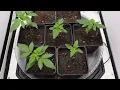 Seed To Harvest - Pheno Hunting GAS in the VGrow w Chad Westport