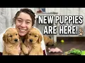 Basha s Litter