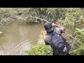 Download Lagu TERLALU BANYAK KEJUTAN YANG DI SUGUHKAN SAMPAI KAKI GEMETAR AKIBAT PREDATOR SUNGAI