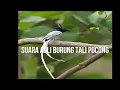 Download Lagu Seriwang: Burung Cantik dengan Suara Kicauan yang Merdu