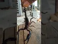 Download Lagu heterometrus cyaneus scorpiones|kalajengking #kalajengking #scorpion #insects #nature #shorts