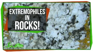 Download Tiny Extremophiles Living in Rocks! MP3